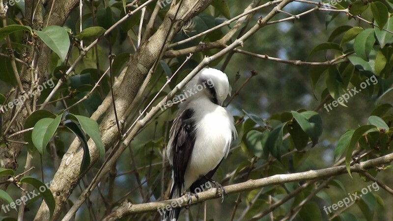 Bird Tree Nature Flying Tropical Birds