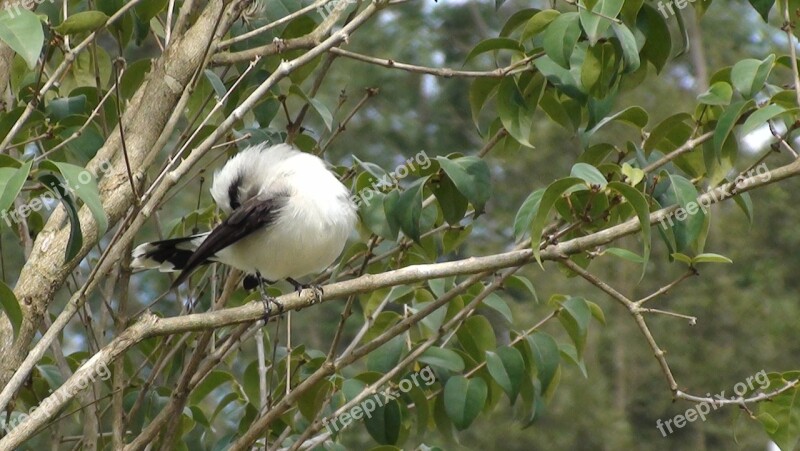 Bird Tree Nature Flying Tropical Birds