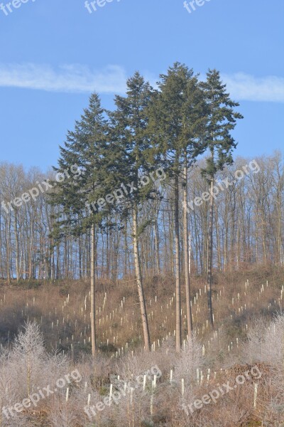 Nature Trees Birch Landscape Free Photos