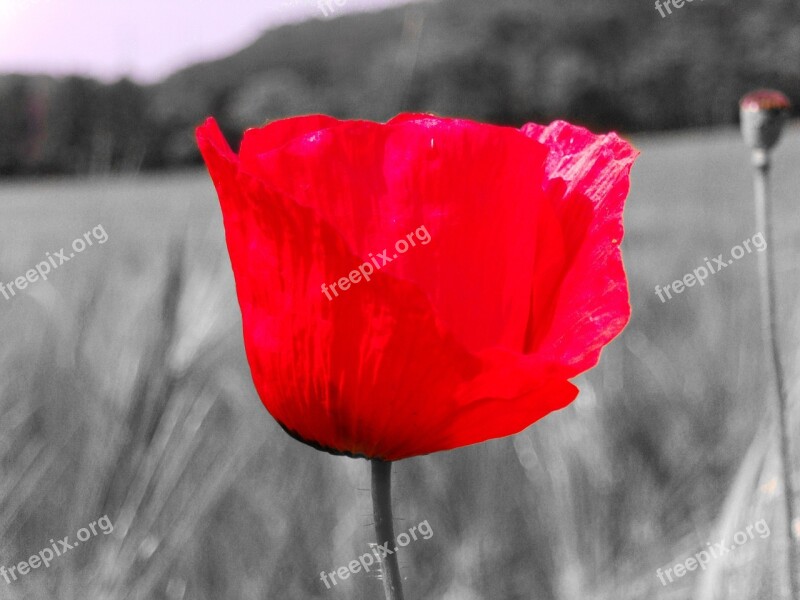 Flower Black And White Blossom Bloom Red