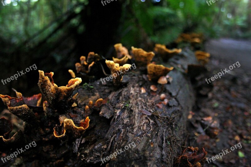 Fungi Rotting Decay Rain Forest Rot