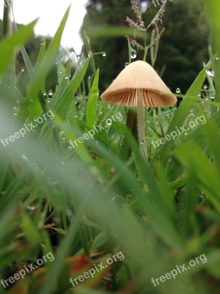 Mushroom Fairy Ring Toadstool Fungi Dew