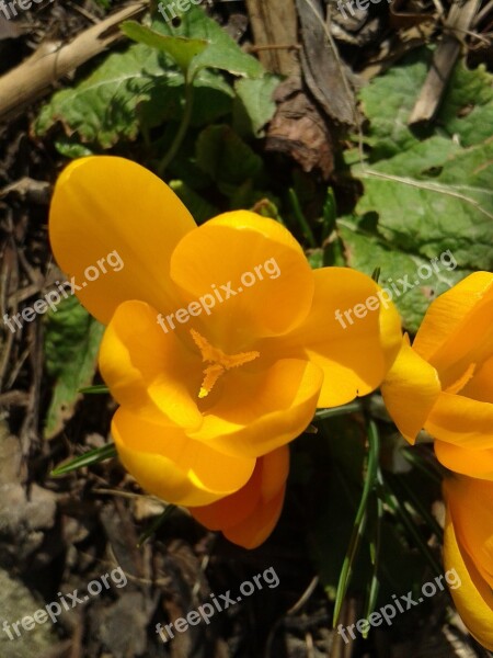 Crocus Spring Blossom Bloom Spring Flower