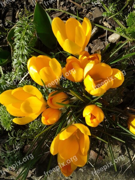 Crocus Spring Flowers Yellow Spring Flower