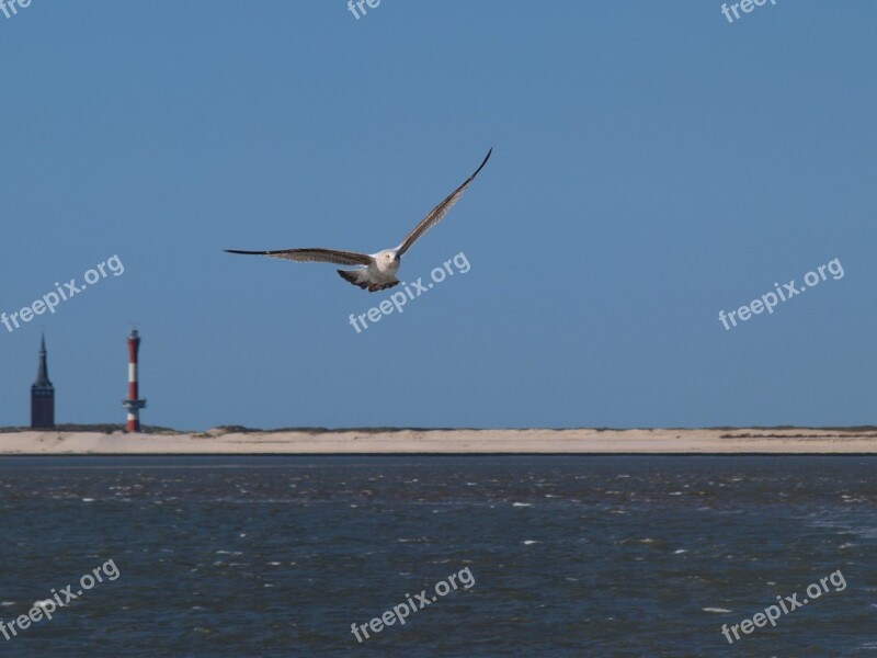 Seagull Bird Flying Wangerooge West Tower