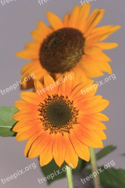 Sun Flower Plant Flora Yellow Free Photos