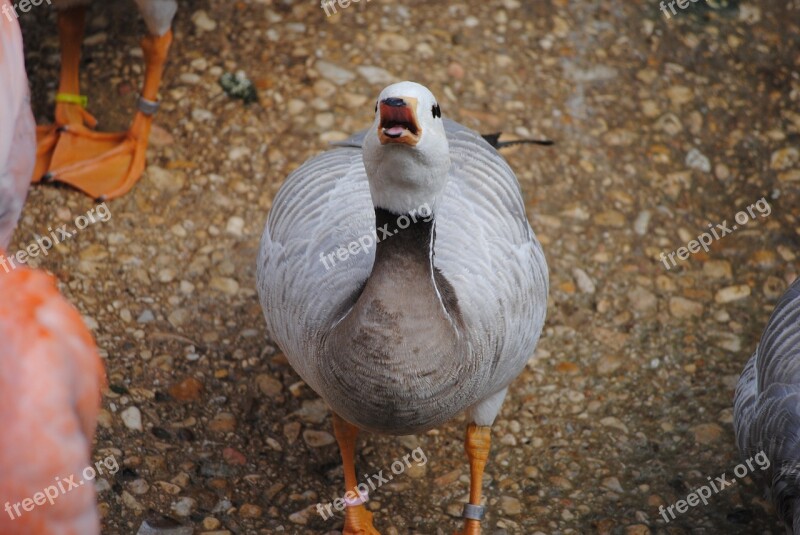 Duck Quack Animal Bird Nature