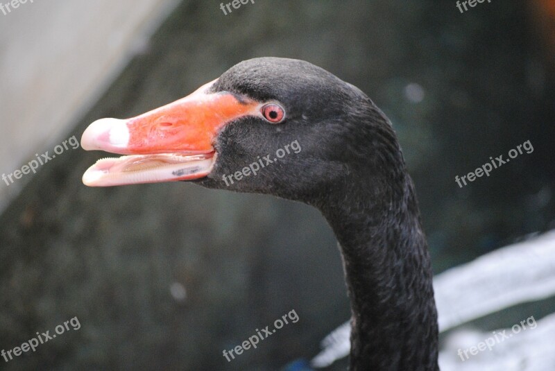 Duck Quack Animal Bird Nature