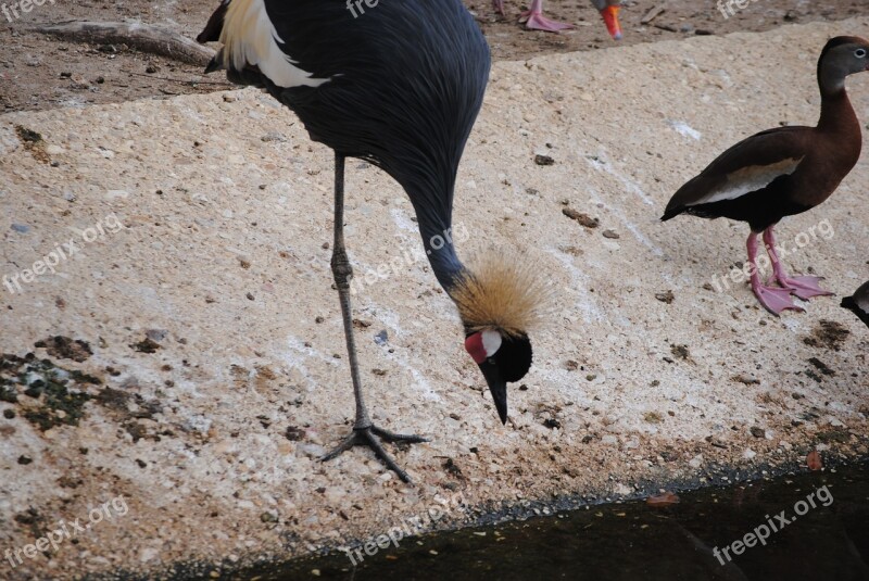 Bird Hair Poof Black Design