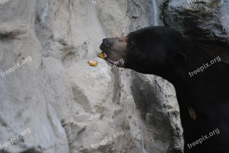 Black Bear Animal Wildlife Nature