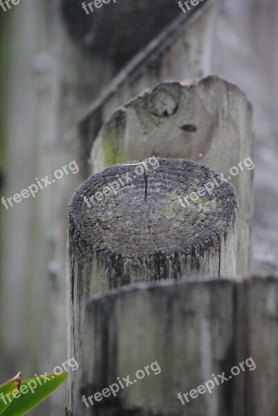 Fence Logs Wood Wooden Tree