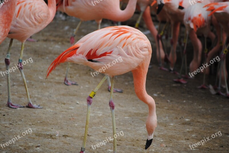 Flamingo Pink Bird Animal Nature