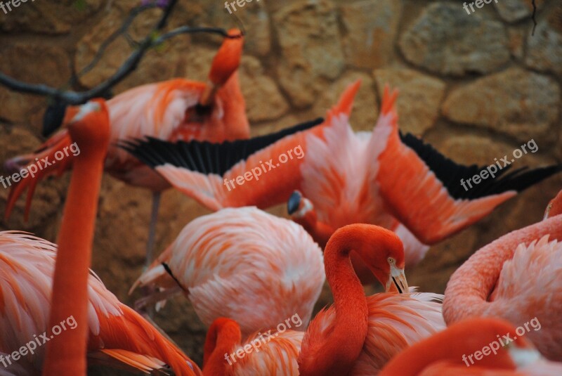 Flamingo Pink Bird Animal Nature