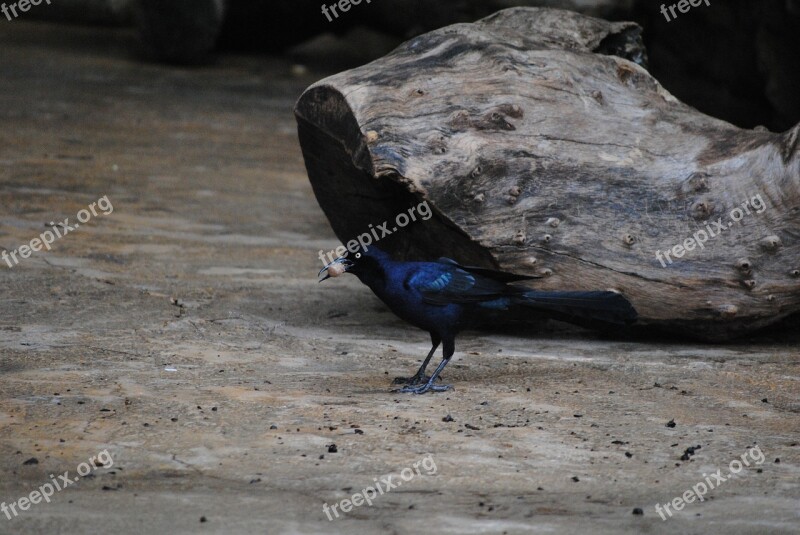 Blackbird Log Bird Nature Forest