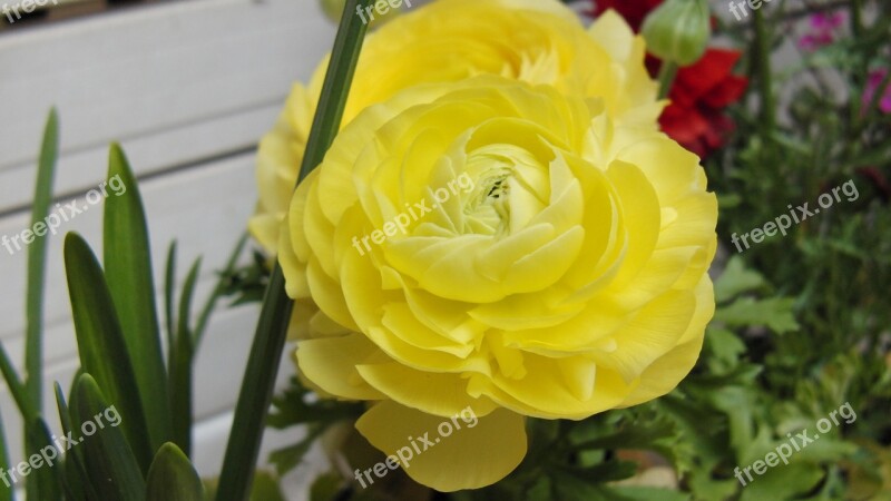 Flower Yellow Ranunculus Free Photos