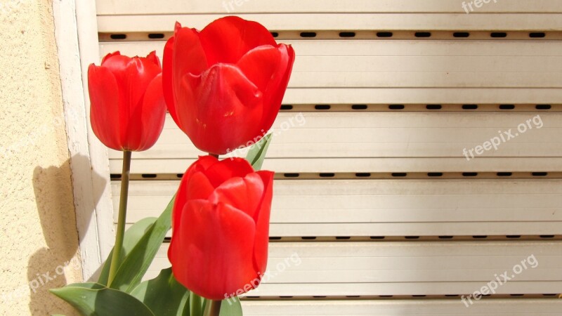 Tulip Red Spring Free Photos