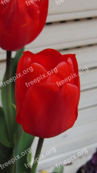 Tulip Flower Red Free Photos