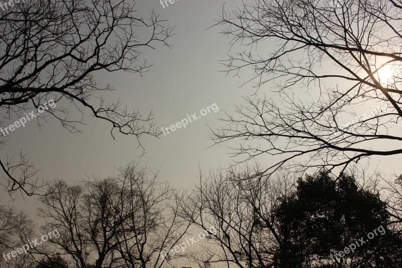 Tree The Scenery Dead Leaves Free Photos