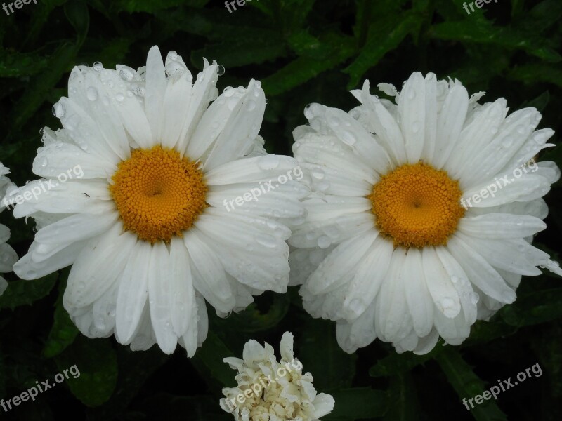 Raindrops Daisy Flower Nature Summer