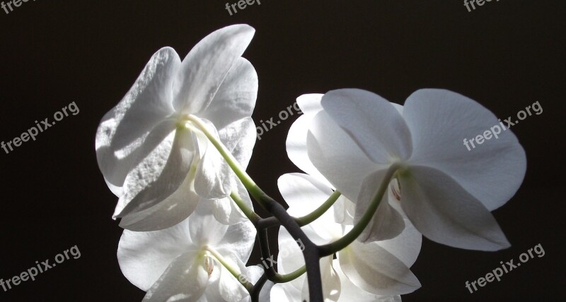 Orchid Flower Blossom Bloom Bloom