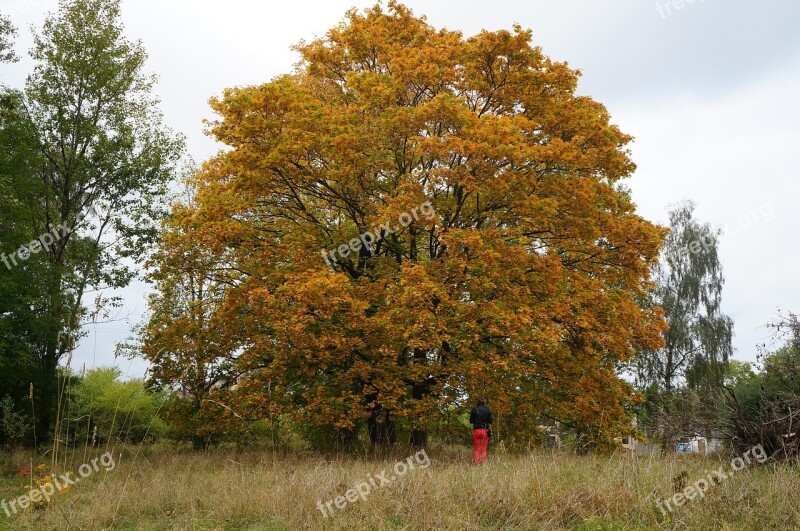 Tree Nature Poland Foliage Quiet