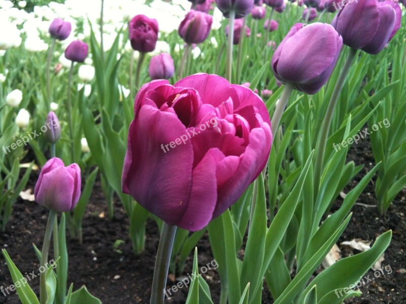 Spring Tulips Magenta Nature Blooming