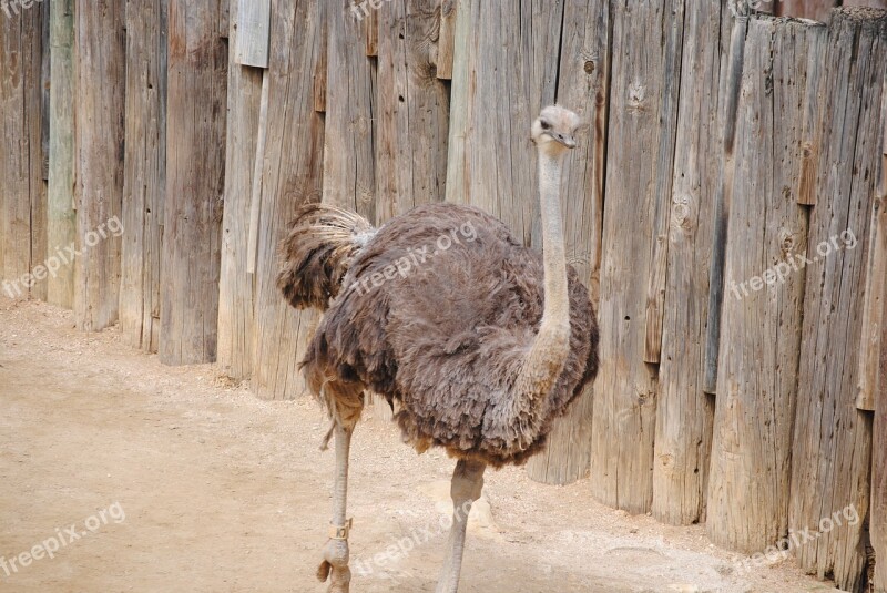 Ostrich Giant Bird Bird Giant Big