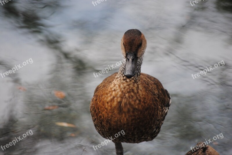 Duck Swimming Water Nature Lake