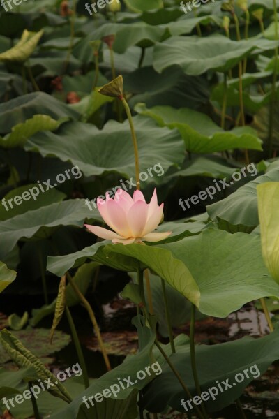 Lotus Green Leaf Hawthorn Free Photos