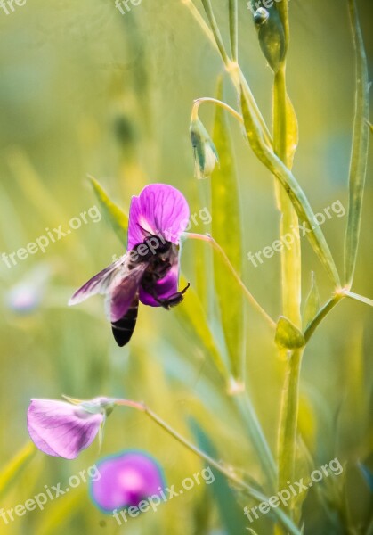 Grass Bee Nature Insect Green