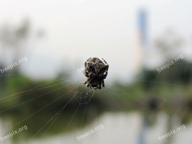 Spider Spider Web Spider Hex Quentin Chong Free Photos