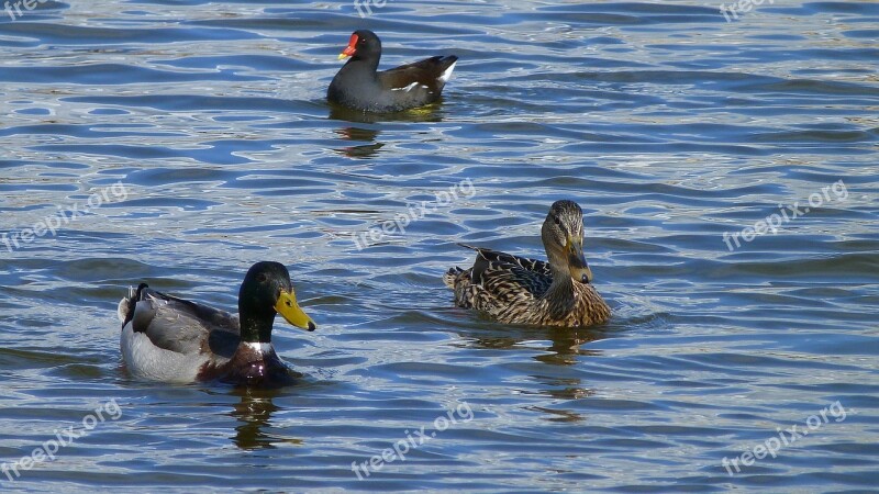 Animals Ducks Water Pond Nature