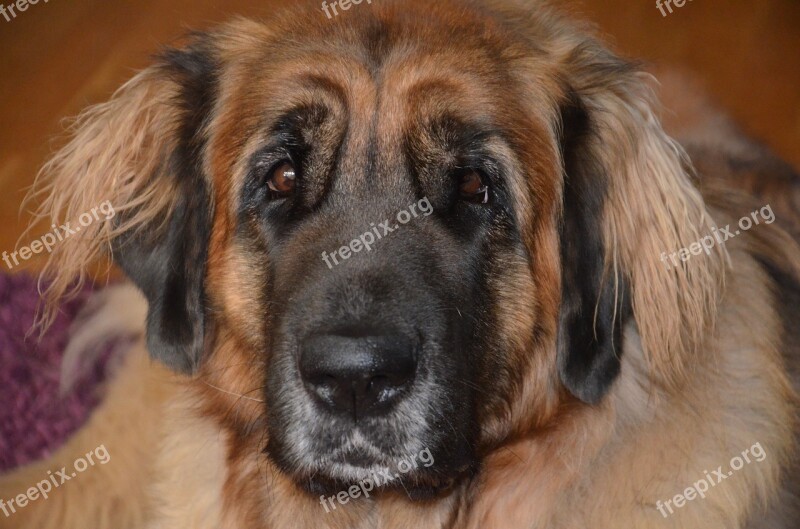 Dog Leonberger Beautiful Race Dog Breed