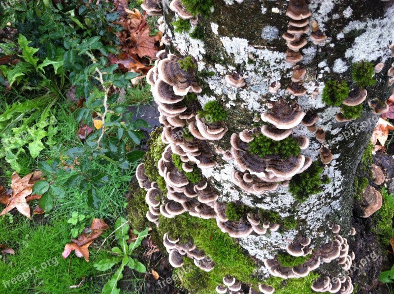 Turkey Tail Mushroom Fungus Fungi Autumn