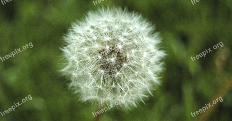 Dandelion Flower Pollination Soft White