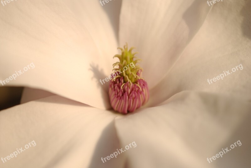 Magnolia Flower Bloom Flowers Blossom