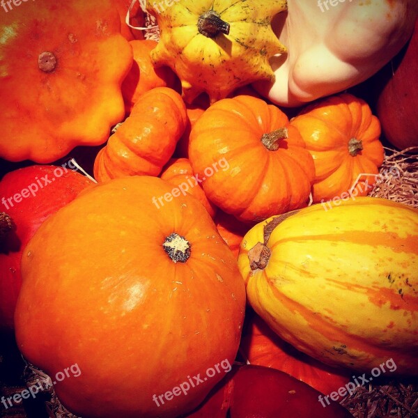 Pumpkin Squash Legumes Halloween Free Photos