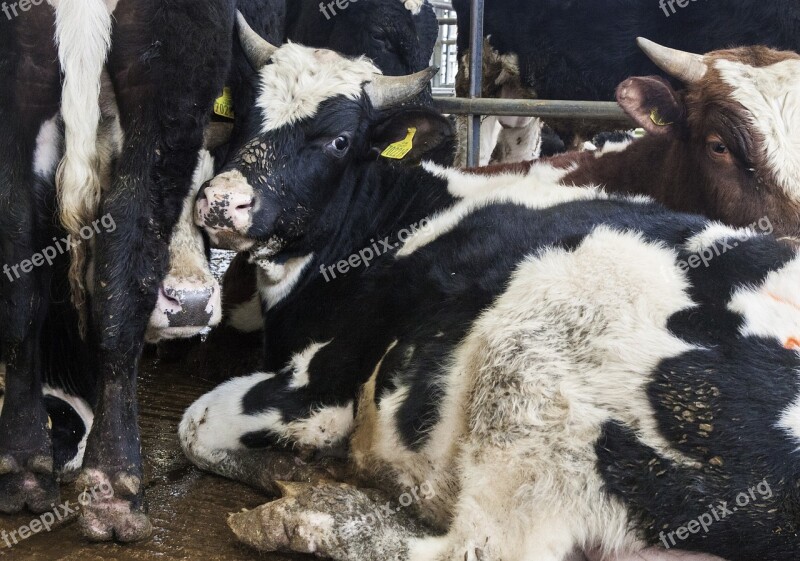 Cows Farm Farming Animal Cattle