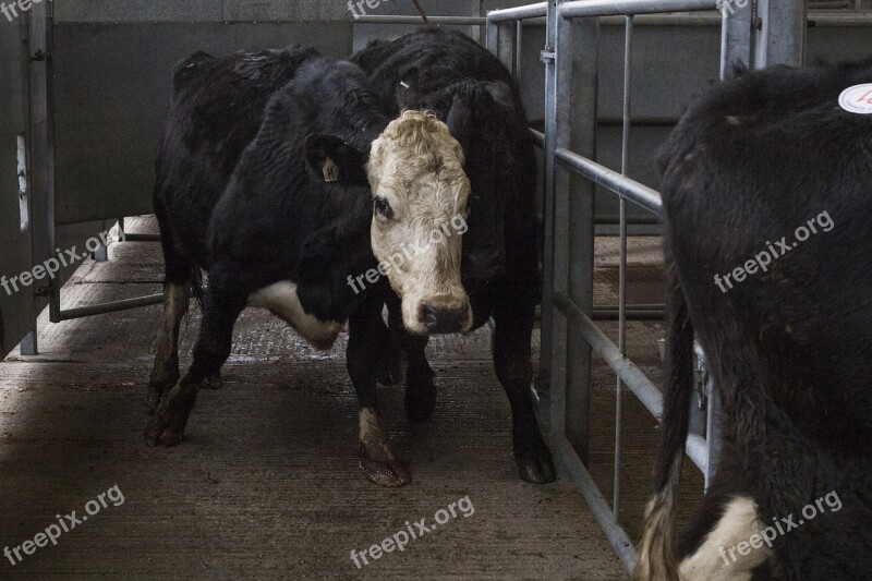 Cow Dairy Farm Animal Market