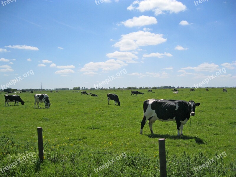 Cows East Frisia Pasture Horizon Animals