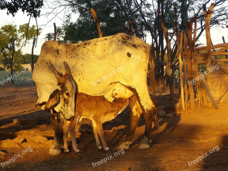 Cow Calf Cattle Free Photos