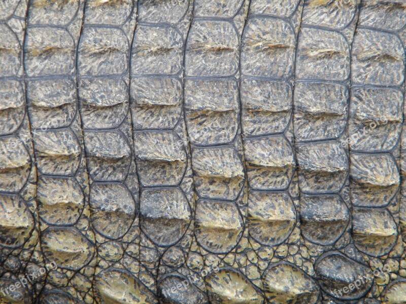 Crocodile Skin Reptile Wild Nature