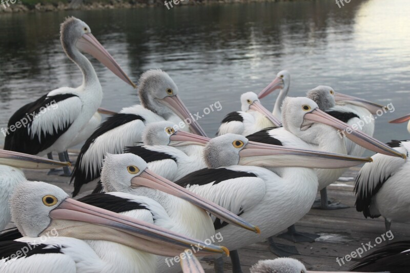 Pelicans Australia Birds Free Photos