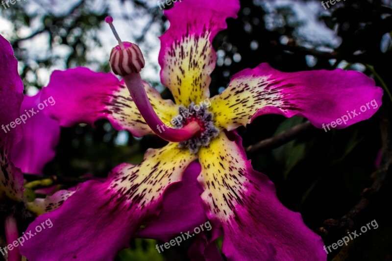 Flower Plant Ceiba Speciosa Flowers Vegetation