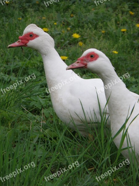 Duck Chinese Breeding Bird Head