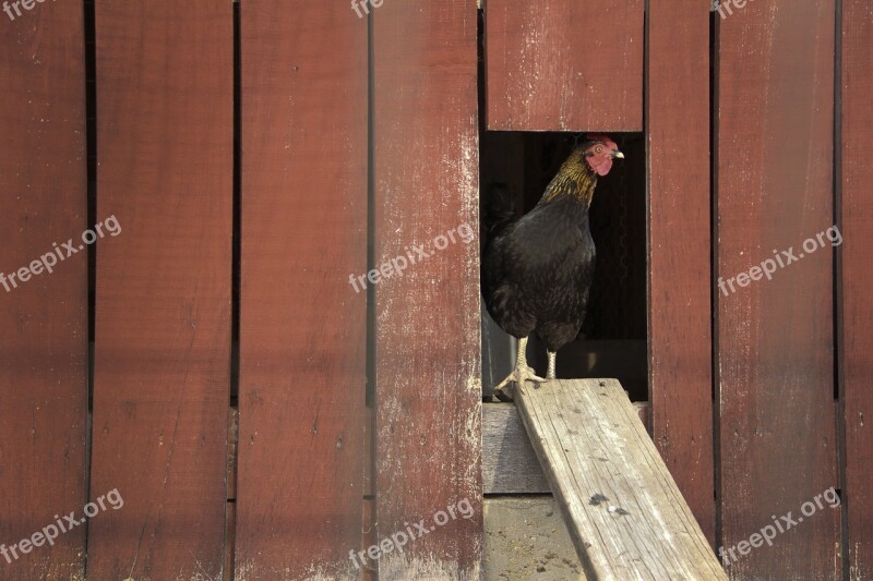 Chicken Hen Coop Poultry Rural