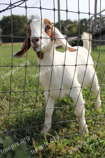 Goat Petting Zoo Farm Zoo Cute