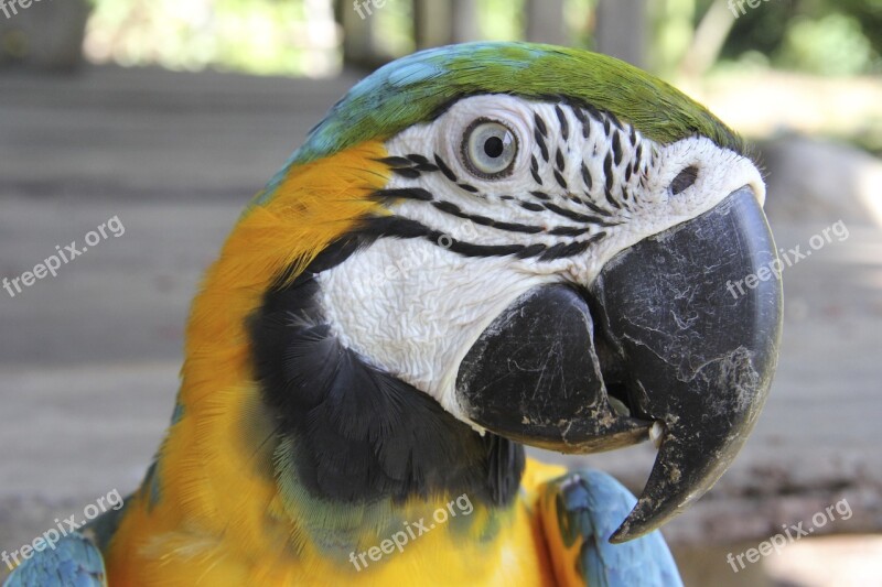 Macaw Parrot Tropical Exotic Feathers