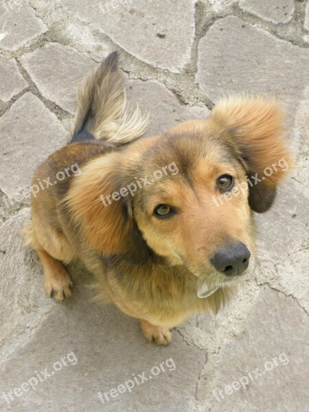 Dog Puppy Cute Portrait Head