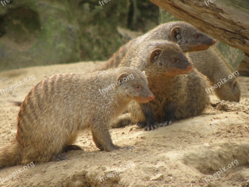 Mungos Mungo Beast Africa Mongoose Free Photos